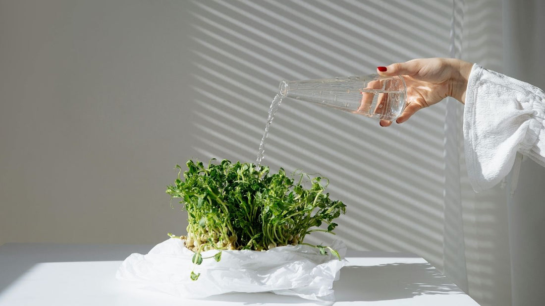 Bedeutung von Mikronährstoffen in der Ernährung